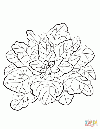 Spinach coloring page | Free Printable Coloring Pages