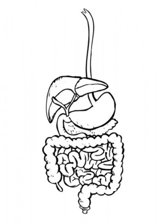 Coloring page digestive system - img 9492. | Corpo humano para colorir,  Corpo humano, Partes do corpo