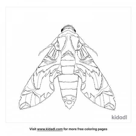 Oleander Hawk-Moth Coloring Pages | Free Animals Coloring Pages | Kidadl