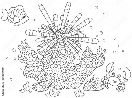 Striped long-spine sea urchin, a funny small crab and a tropical fish among  corals, black and white vector illustration in a cartoon style for a coloring  book Stock Vector | Adobe Stock