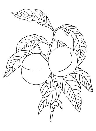 Nectarine color Sheets Coloring Pages - Nectarine Coloring Pages - Coloring  Pages For Kids And Adults