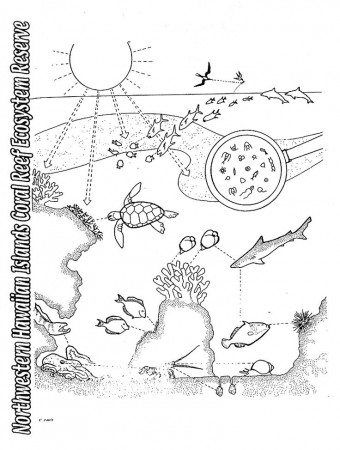 coral reef food web drawing - Clip Art Library