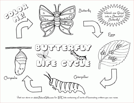 FREE Butterfly Coloring Pages: Butterfly Life Cycle