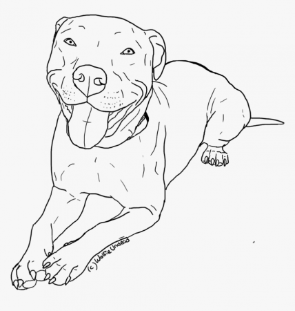 Transparent Pitbull Clipart - Pitbull Coloring Pages, HD Png Download -  kindpng