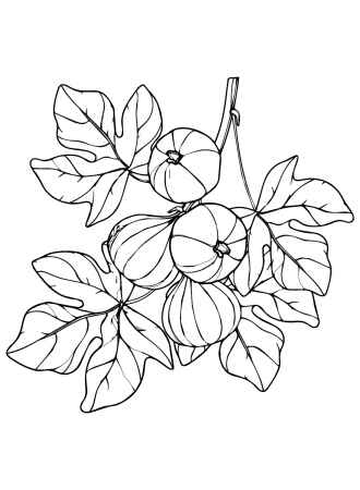 Figs Tree Coloring Pages - Figs Coloring Pages - Coloring Pages For Kids  And Adults