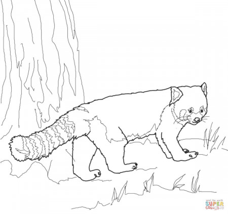 Red Panda coloring page | Free Printable Coloring Pages