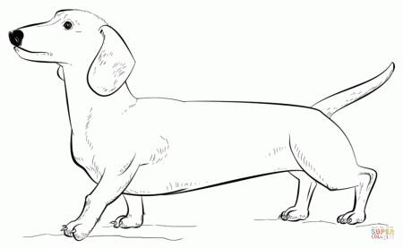Free Printable Coloring Pages Of Dachsunds, Download Free Printable Coloring  Pages Of Dachsunds png images, Free ClipArts on Clipart Library