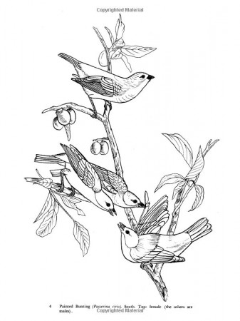 Audubon's Birds of America Coloring Book | Bird coloring pages, Painted  bunting, Coloring pages