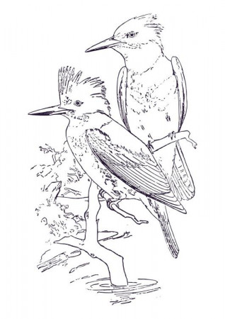 Coloring Page kingfisher - free printable coloring pages - Img 30724