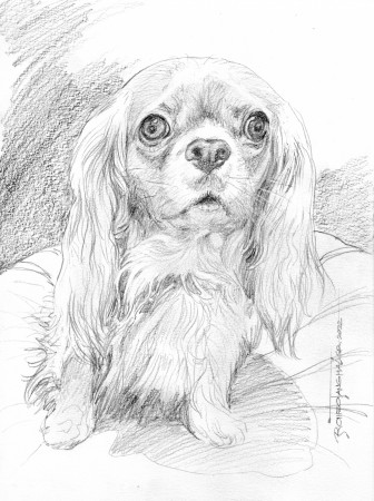 Cavalier King Charles Spaniel dog sketch by Romeo Tanghal, in Dustin J's  Commissions Comic Art Gallery Room