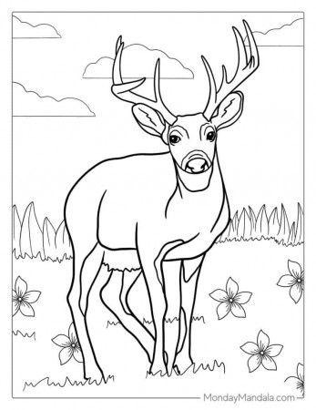 30 Deer Coloring Pages (Free PDF Printables)