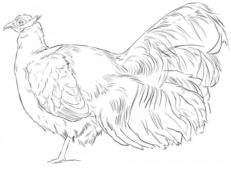 Brown-Eared Pheasant Coloring Page - Free Printable Coloring Pages for Kids