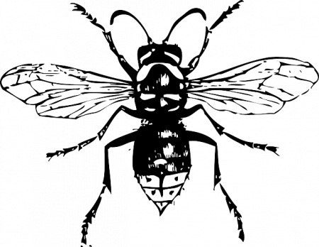 bug outline coloring page