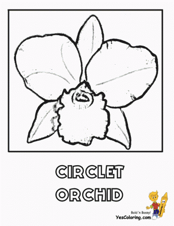 Free Flower Coloring Pages | Orchid Flower | Iris Picture ...