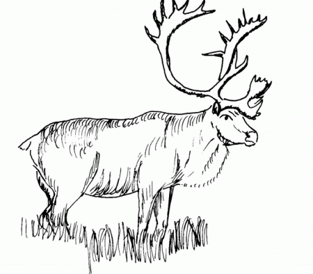 Caribou coloring page - Animals Town - animals color sheet - Caribou free  printable co… | Coloring pictures of animals, Animal coloring books, Animal coloring  pages