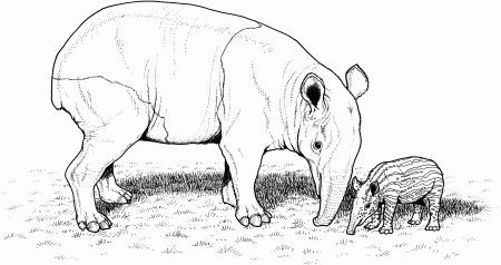 Free Tapir Coloring Pages