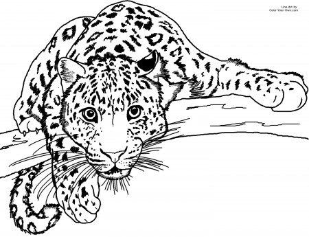 amur leopard coloring pages - Clip Art Library