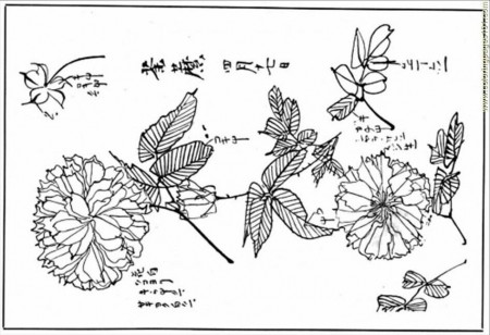 14 Pics of Chrysanthemum Coloring Pages PDF - Chrysanthemum Flower ...