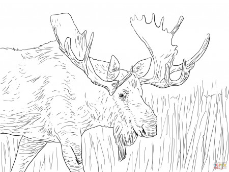 Alaska Moose coloring page | Free Printable Coloring Pages