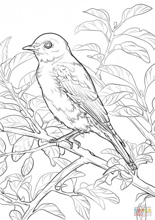 Eastern Bluebird coloring page | Free Printable Coloring Pages