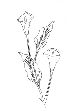 Coloring Pages | Arum Lily Coloring Pages
