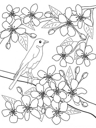 Printable Spring Coloring Pages