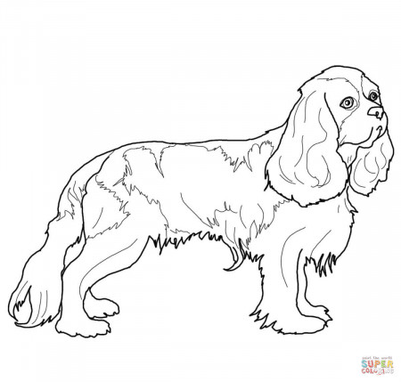 Cavalier King Charles Spaniel coloring page | Free Printable Coloring Pages