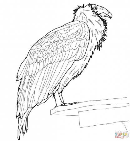 Perched California Condor coloring page | Free Printable Coloring Pages