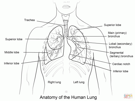 Human Lungs coloring page | Free Printable Coloring Pages