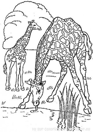 Drawing Giraffe #7245 (Animals) – Printable coloring pages