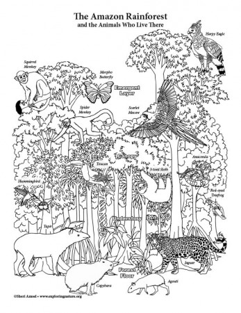 Amazon Rainforest Layers - Coloring Page