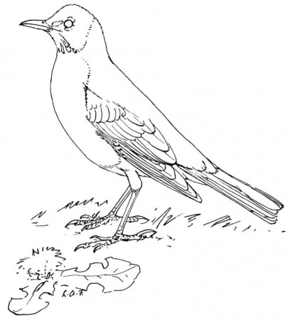Normal Crow Coloring Page - Free Printable Coloring Pages for Kids
