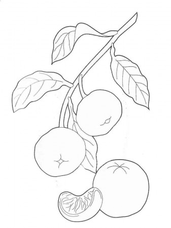 Mandarin (Tangerine) coloring pages. Download and print Mandarin(Tangerine) coloring  pages.