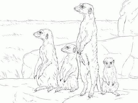 Meerkats Standing up Coloring Pages - Realistic Animal Coloring Pages - Coloring  Pages For Kids And Adults
