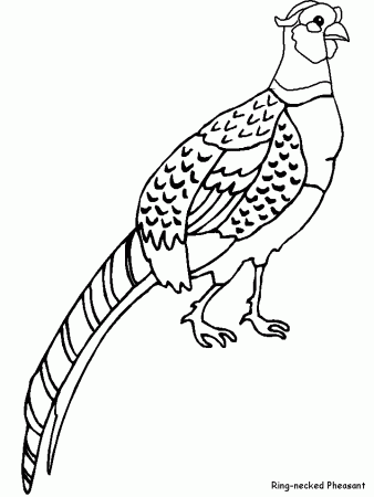 Pheasant coloring page | Farm animal coloring pages, Coloring pages, Animal coloring  pages
