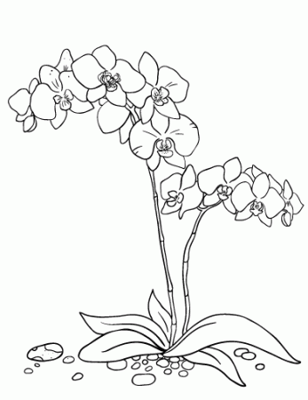 Orchid Coloring Pages Printable | Orchid drawing, Flower coloring pages,  Flower drawing