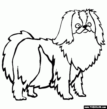 Japanese Chin Coloring Page | Free Japanese Chin Online Coloring