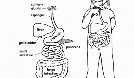 Digestive System - Coloring Pages for Kids and for Adults