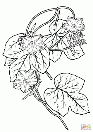 Morning Glory Flower coloring page | Free Printable Coloring Pages
