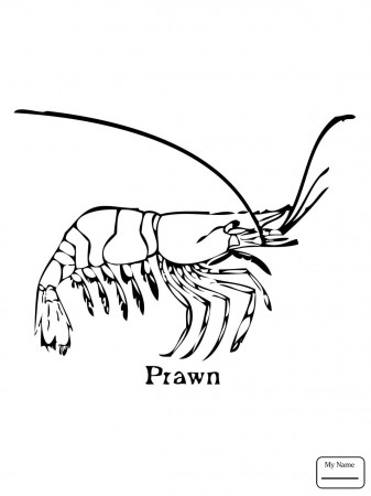 Coloring Pages : The Best Free Crustacean Drawing Images From ...