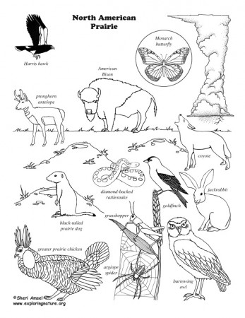 Prairie (American) Coloring Page