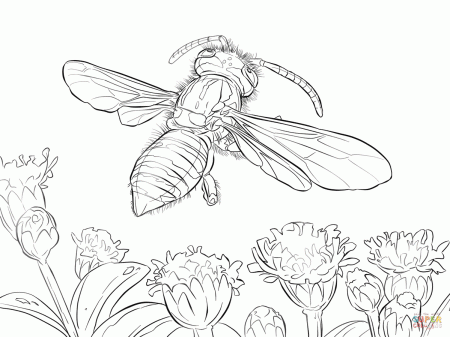 Yellow Jacket Wasp coloring page