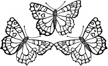 free printable adult coloring pages butterflies. butterflies adult ...