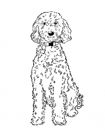 Poodle, Labradoodle Pet Portrait (Digital Vector Download/ Single Use –  Melissa Rothman Portraiture