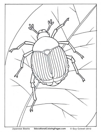 Japanese-Beetle in 2022 | Insect coloring pages, Coloring pages, Animal coloring  pages