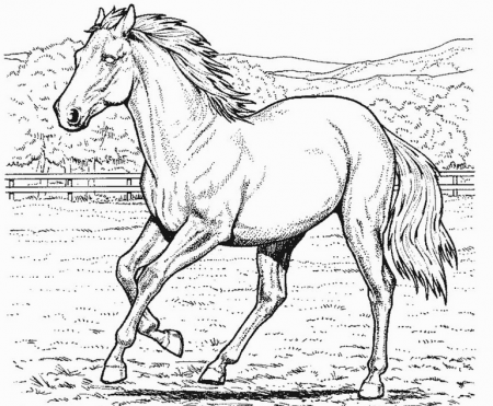 Free Printable Realistic Horse Coloring Page