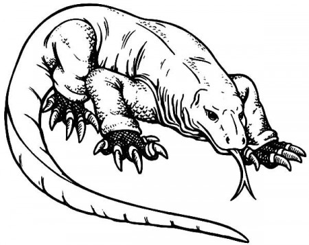 Komodo Dragon, : Indonesian Komodo Dragon Coloring Pages | Dragon coloring  page, Komodo dragon, Dinosaur coloring pages