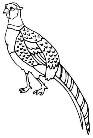 Simple Pheasant Coloring Page - Free Printable Coloring Pages for Kids