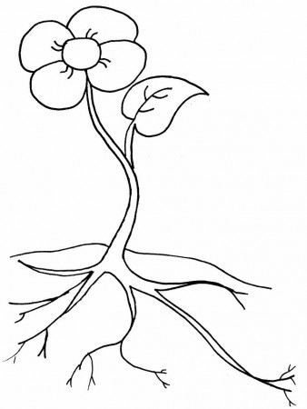 Parts of a Plant activity sheet | Flower coloring sheets, Flower coloring  pages, Printable flower coloring pages