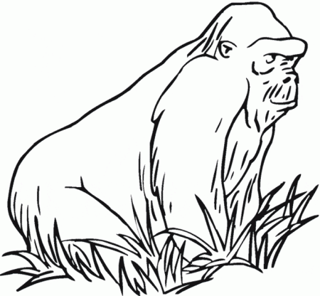 Gorilla coloring page - Gorilla free printable coloring pages animals